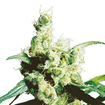 Silver Haze (Sensi Seeds) Cannabis Seeds