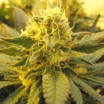 Skunk #1 (Sensi Seeds) Cannabis Seeds