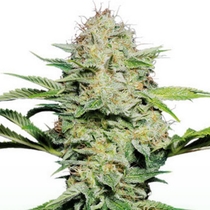 Skunk Automatic (Sensi Seeds) Cannabis Seeds