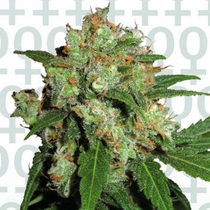 Skunk (Sensi Seeds) Cannabis Seeds