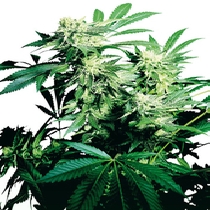 Skunk Kush (Sensi Seeds) Cannabis Seeds