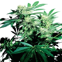 Skunk Kush (Sensi Seeds) Cannabis Seeds