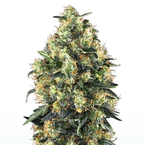 Super Skunk Automatic (Sensi Seeds) Cannabis Seeds