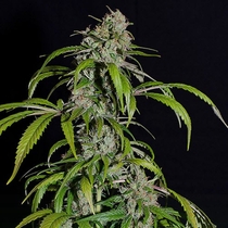 Super Skunk Regular (Sensi Seeds) Cannabis Seeds