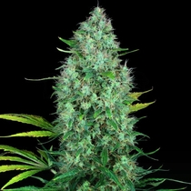 Serious 6 Feminised (Serious Seeds) Cannabis Seeds