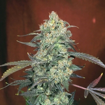 AK47 Feminised (Serious Seeds) Cannabis Seeds