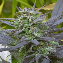 Biddy Early Feminised (Serious Seeds) Cannabis Seeds