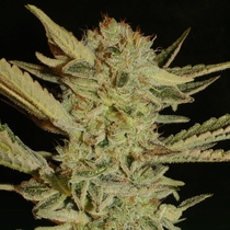 Bubble Gum Regular (Serious Seeds) Cannabis Seeds