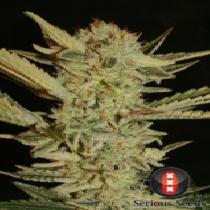 Bubble Gum Feminised (Serious Seeds) Cannabis Seeds