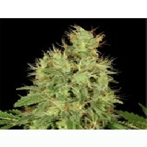 CBD Chronic Feminised (Serious Seeds) Cannabis Seeds