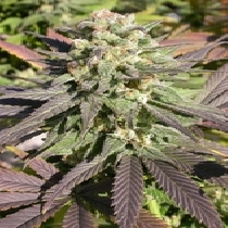 CBD Enriched Warlock Feminised (Serious Seeds) Cannabis Seeds