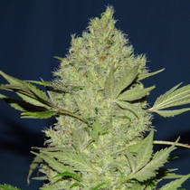 Chronic Regular (Serious Seeds) Cannabis Seeds