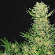 Double Dutch Feminised (Serious Seeds) Cannabis Seeds