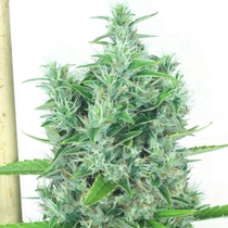 Kali Mist Feminised (Serious Seeds) Cannabis Seeds
