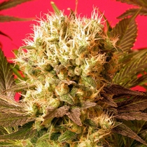 Motivation (Warlock x Sensi Star) Regular (Serious Seeds) Cannabis Seeds