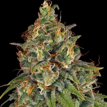 Strawberry AK Feminised (Serious Seeds) Cannabis Seeds