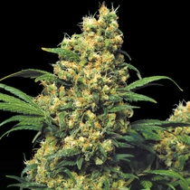 Warlock Feminised (Serious Seeds) Cannabis Seeds