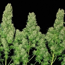 White Russian Feminised (Serious Seeds) Cannabis Seeds