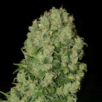 White Russian Regular (Serious Seeds) Cannabis Seeds