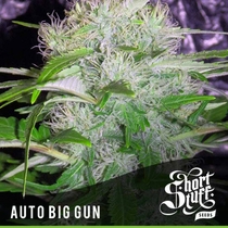 Auto Big Gun (Short Stuff Seeds) Cannabis Seeds