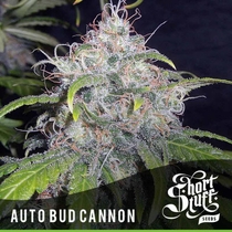 Auto Bud Cannon (Short Stuff Seeds) Cannabis Seeds