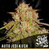 Auto Jedi Kush (Short Stuff Seeds) Cannabis Seeds