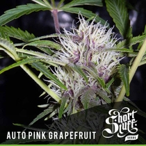 Auto Pink Grapefruit (Short Stuff Seeds) Cannabis Seeds