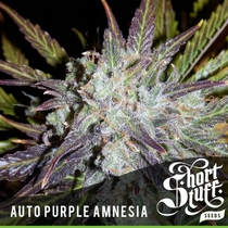 Auto Purple Amnesia (Short Stuff Seeds) Cannabis Seeds
