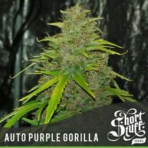 Auto Purple Gorilla (Short Stuff Seeds) Cannabis Seeds