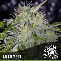 Auto Yeti (Short Stuff Seeds) Cannabis Seeds