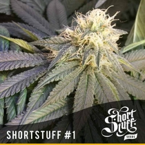 Automatic #1 (Short Stuff Seeds) Cannabis Seeds