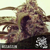 Automatic Assassin (Short Stuff Seeds) Cannabis Seeds