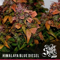 Automatic Himalaya Blue Diesel (Short Stuff Seeds) Cannabis Seeds