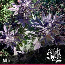 Automatic MI5 (Short Stuff Seeds) Cannabis Seeds