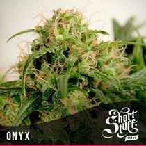 Automatic Onyx (Short Stuff Seeds) Cannabis Seeds