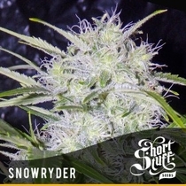 Automatic Snowryder (Short Stuff Seeds) Cannabis Seeds