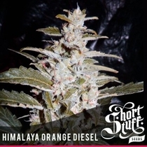 Himalaya Orange Diesel (Short Stuff Seeds) Cannabis Seeds