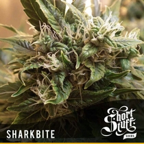 Sharkbite (Short Stuff Seeds) Cannabis Seeds