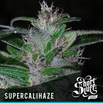 Super Cali Haze (Short Stuff Seeds) Cannabis Seeds