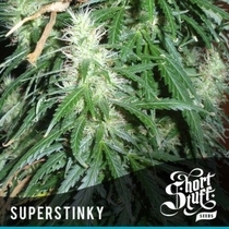 Super Stinky (Short Stuff Seeds) Cannabis Seeds