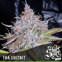 Tha Shiznit (Short Stuff Seeds) Cannabis Seeds