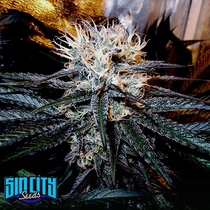 Cancers Nightmare (Sin City Seeds) Cannabis Seeds
