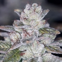Las Vegas Sour Bubba (Sin City Seeds) Cannabis Seeds