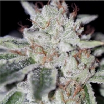 Naked City Kush (Sin City Seeds) Cannabis Seeds