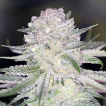 Power Nap (Sin City Seeds) Cannabis Seeds