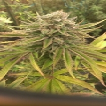 Treasure Island (Sin City Seeds) Cannabis Seeds