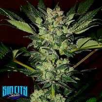 White Cranberries (Sin City Seeds) Cannabis Seeds