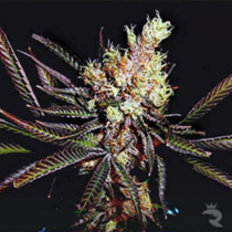 Amethyst Bud Regular (Soma Seeds) Cannabis Seeds
