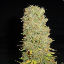 Big Kahuna Regular (Soma Seeds) Cannabis Seeds