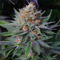 G13 Haze X Amethyst Bud Regular (Soma Seeds) Cannabis Seeds